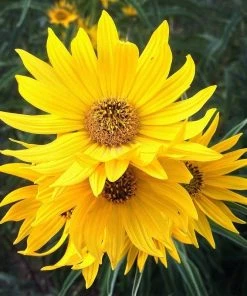 Santa Fe Maximilian's Sunflower (Helianthus) -Outdoor Garden Care Shop hcgsp15jackganse 23526409 helian