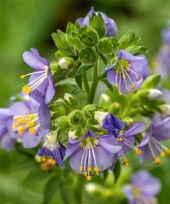 Heavenly Habit Jacob's Ladder