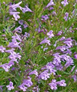 Profuse Pink False Pennyroyal (Hedeoma)