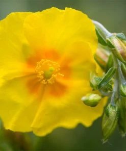 Ben Fhada Rock Rose (Helianthemum) 7 Ben Fhada Rock Rose (Helianthemum) -Outdoor Garden Care Shop helianthemum ben fhada blooms buds
