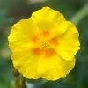Ben Fhada Rock Rose (Helianthemum) -Outdoor Garden Care Shop helianthemum ben fhada yellow