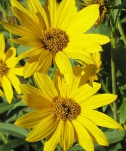 Dakota Sunshine Maximilian's Sunflower (Helianthus) 7 Dakota Sunshine Maximilian's Sunflower (Helianthus) -Outdoor Garden Care Shop helianthus max dakota sunshine close up