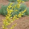 Yellow Flowering Texas Yucca (Hesperaloe) -Outdoor Garden Care Shop hesperaloe parviflora yellow close up of flower