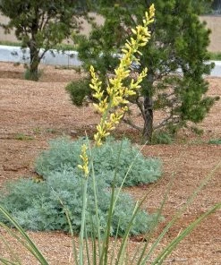 Yellow Flowering Texas Yucca (Hesperaloe) -Outdoor Garden Care Shop hesperaloe parviflora yellow flower