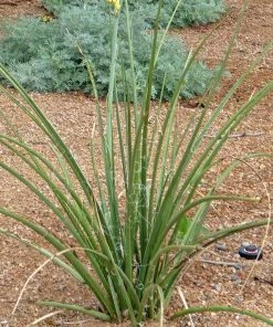 Yellow Flowering Texas Yucca (Hesperaloe) -Outdoor Garden Care Shop hesperaloe parviflora yellow plant