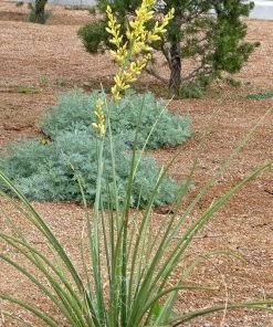 Yellow Flowering Texas Yucca (Hesperaloe) -Outdoor Garden Care Shop hesperaloe parviflora yellow plant and flower