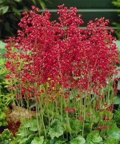 Hummingbird Attracting Collection For The East & Midwest -Outdoor Garden Care Shop heuchera firefly coral bells