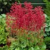 Firefly Coral Bells -Outdoor Garden Care Shop heuchera firefly coral bells 1