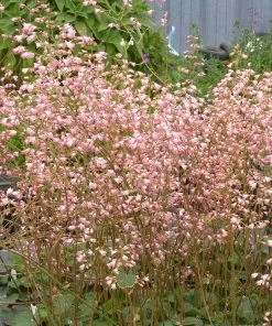 Weston Pink Coral Bells -Outdoor Garden Care Shop heuchera weston pink coral bells