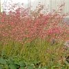 Weston Pink Coral Bells -Outdoor Garden Care Shop heuchera weston pink coral bells garden
