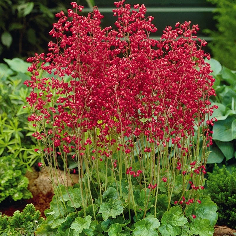 Shady Oasis Container Garden 5 Shady Oasis Container Garden - Image 4