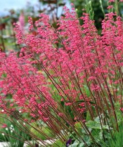 Dwarf Coral Bells