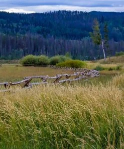 High Mountain Grass Seed Mix