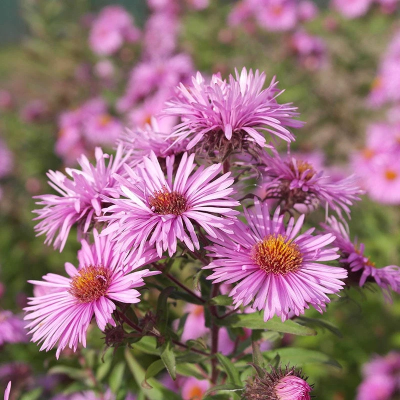 Honeysong Pink New England Aster 3 Honeysong Pink New England Aster