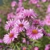 Superstar Aster Collection 1 Superstar Aster Collection -Outdoor Garden Care Shop honeysong pink new england aster flower blooming 1