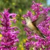 Hummingbird Attracting Collection For The West 1 Hummingbird Attracting Collection For The West -Outdoor Garden Care Shop hummingbird agastache cana rosita hummingbird