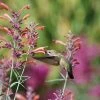 Agastache Rupestris -Outdoor Garden Care Shop hummingbird agastache rupestris pam koch 3