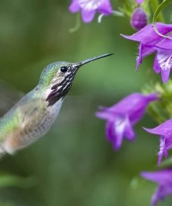 Pike's Peak Purple® Penstemon 10 Pike's Peak Purple® Penstemon -Outdoor Garden Care Shop hummingbird penstemon pikes peak 75797p