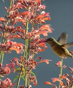 Agastache Rupestris 14 Agastache Rupestris -Outdoor Garden Care Shop hummingbirdandagastache rupestris