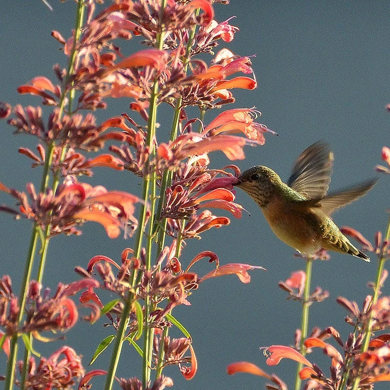 Agastache Rupestris 8 Agastache Rupestris - Image 6