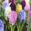 Easter Joy Hyacinth Mix -Outdoor Garden Care Shop hyacinth easter joy mix garden flowers