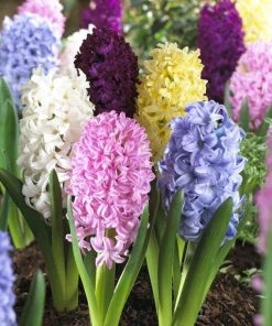 Outdoor Garden Care Shop 52 Easter Joy Hyacinth Mix