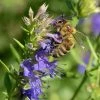 Blue Hyssop (Hyssopus) -Outdoor Garden Care Shop hyssop hyssopus bee cropped 19 1