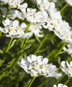 Purity Dwarf Candytuft (Iberis) 8 Purity Dwarf Candytuft (Iberis) -Outdoor Garden Care Shop iberis sempervirens purity dwarf candytuft 59555 1 1