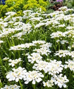 Purity Dwarf Candytuft (Iberis) 9 Purity Dwarf Candytuft (Iberis) -Outdoor Garden Care Shop iberis sempervirens purity dwarf candytuft 59555 2.jpg 1