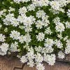 Purity Dwarf Candytuft (Iberis) 1 Purity Dwarf Candytuft (Iberis) -Outdoor Garden Care Shop iberis sempervirens purity dwarf candytuft 59555 3 2