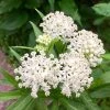Ice Ballet Swamp Milkweed 2 Ice Ballet Swamp Milkweed -Outdoor Garden Care Shop ice ballet 1