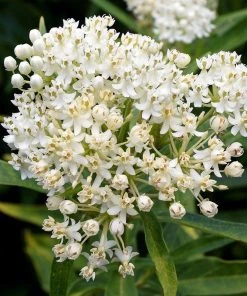 Swamp Milkweed Collection -Outdoor Garden Care Shop ice ballet milkweed asclepias incarnata white 1