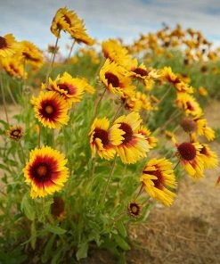 Dry Area Wildflower Seed Mix -Outdoor Garden Care Shop indian blanket flower