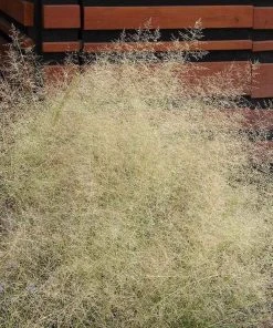 Western Trails Native Grass Seed Mix 16 Western Trails Native Grass Seed Mix -Outdoor Garden Care Shop indian ricegrass cropped 2