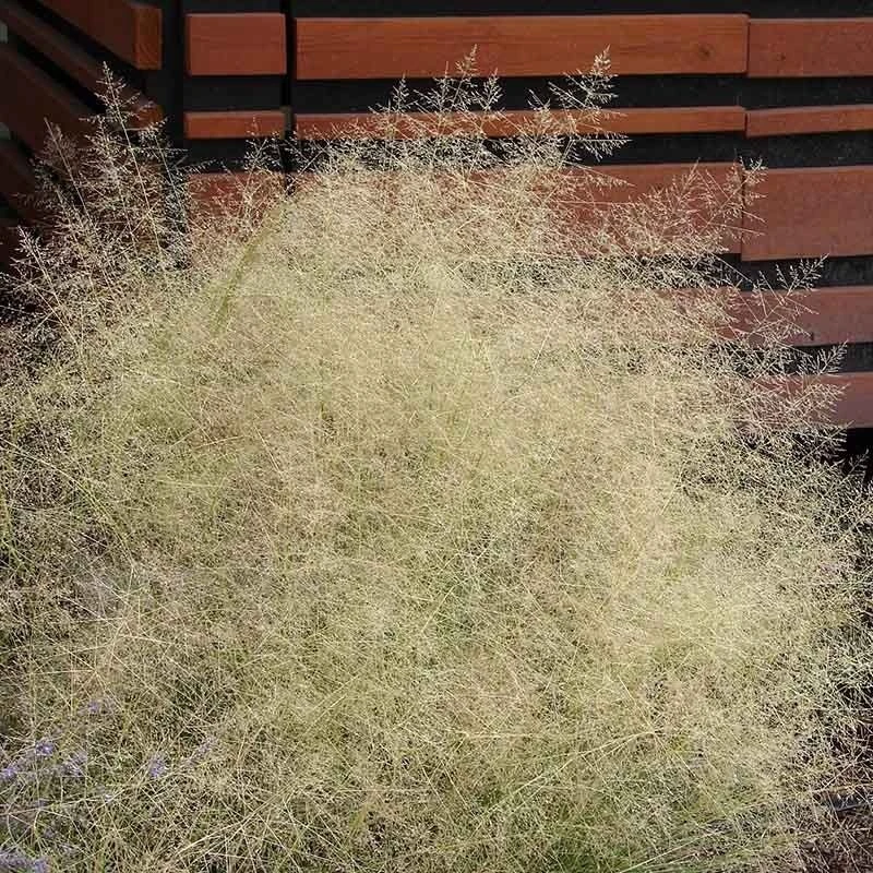 Western Trails Native Grass Seed Mix 9 Western Trails Native Grass Seed Mix - Image 7