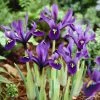 George Specie Iris (Mini Iris) -Outdoor Garden Care Shop iris histroides george 1