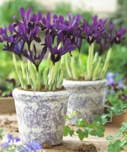George Specie Iris (Mini Iris) 8 George Specie Iris (Mini Iris) -Outdoor Garden Care Shop iris histroides george in containers