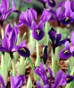 Outdoor Garden Care Shop -Outdoor Garden Care Shop irisgeorge