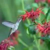 Jacob Cline Bee Balm -Outdoor Garden Care Shop jacob kline monardaand annas hummingbird pam koch az 3