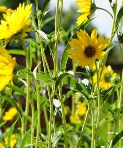 Dakota Sunshine Maximilian's Sunflower (Helianthus)