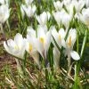 Joan Of Arc Dutch Crocus 2 Joan Of Arc Dutch Crocus -Outdoor Garden Care Shop joan of arc crocus white 1103171546 cropped