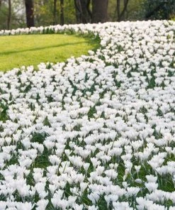 Outdoor Garden Care Shop -Outdoor Garden Care Shop joan of arc dutch crocus garden 1 1