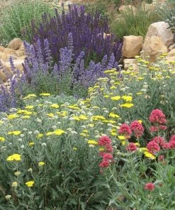 Jumbo Waterwise Pre-Planned Garden -Outdoor Garden Care Shop jumbo waterwise mmarshall