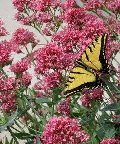 Jumbo Waterwise Pre-Planned Garden -Outdoor Garden Care Shop jupitersbeard centranthus ruber swallowtail butterfly