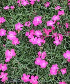 Kahori Pink® Dianthus -Outdoor Garden Care Shop kahori pink dianthus garden