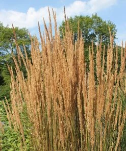 Karl Foerster Feather Reed Grass 12 Karl Foerster Feather Reed Grass -Outdoor Garden Care Shop karl feorster feather reed grass 2