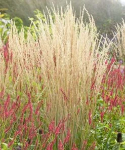 Karl Foerster Feather Reed Grass 13 Karl Foerster Feather Reed Grass -Outdoor Garden Care Shop karl feorster feather reed grass 3