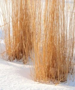 Karl Foerster Feather Reed Grass 10 Karl Foerster Feather Reed Grass -Outdoor Garden Care Shop karl foerster feather reed grass winter