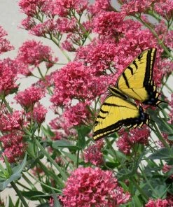 Rosy Trio Valerian Collection (Centranthus) -Outdoor Garden Care Shop kathleen torgerson swallowtailbutterfly jupiters beard centranthus ruber co 1 1