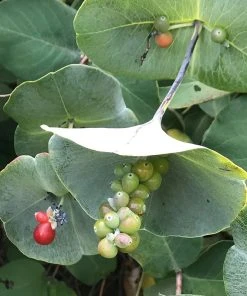 Kintzley's Ghost® Honeysuckle Vine 8 Kintzley's Ghost® Honeysuckle Vine -Outdoor Garden Care Shop kintzkeys ghost honeysucke 2